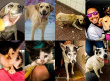 Mega feria solidaria por los animales callejeros