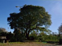 El Bosque Urbano festeja el domingo sus 10 años recuperando plantas nativas