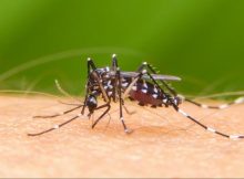 Campaña de prevención contra el dengue en San Martín