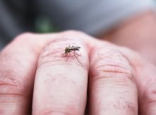 El Dengue se queda con la corona