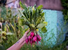 El Semillero agroecológico: mucho más que bolsones de frutas y verduras