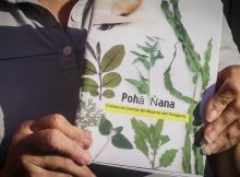 POHÂ ÑANA: UNA CRÓNICA DE PLANTAS DE MUJERES MIGRANTAS DEL PARAGUAY