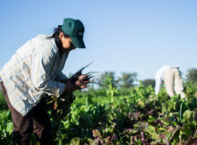 Bares y restaurantes de San Martín ofrecerán platos con alimentos agroecológicos